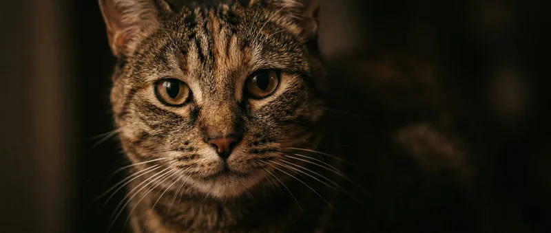 A cat resting calmly indoors, the kind of moment that gives nothing away